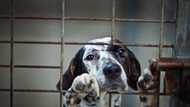 My mother-in-law let my childhood dog escape while I was gone — Then my husband took action