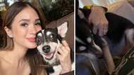 Heart Evangelista relieved as Panda starts eating again: “Thank you Lord”