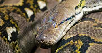 Reticulated python, natagpuang nakatago sa stuffed toys sa isang ukayan ...