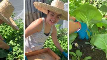 Video of Judy Ann Santos harvesting healthy pechay from her "little bukid" goes viral