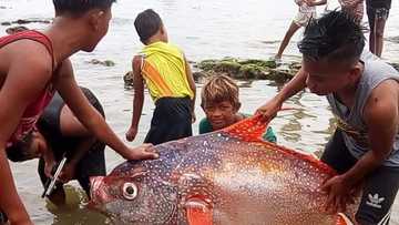 Malaking isda, nahuli ng mga mangingisda matapos ang malakas na lindol sa Visayas