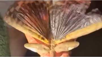 Australia's biggest and heaviest known insect discovered; more than a foot in length