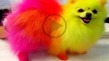 WATCH: What this Pokemon fan did to his puppy will make you extremely mad