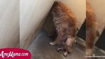 This Dog Sits In The Corner Of His Shelter Feeling Ashamed About What His Owners Did...