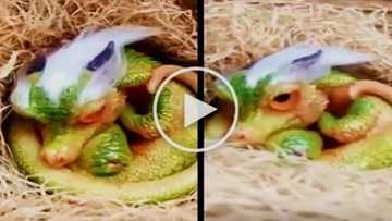 Is it real? Shocking video of a cute baby dragon goes viral! Watch the unbelievable clip here!