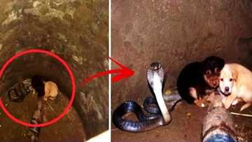 These 2 helpless puppies fell into a pit with a deadly cobra! But what happened next will shock you!