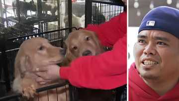 Dog trainer, iniligtas 40 aso sa gitna ng pagbaha sa Marikina