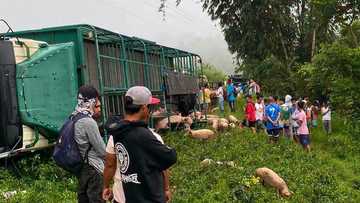 92 baboy, nawawala pa rin matapos tumaob ang truck; pulis, nagbabala sa mga kumuha