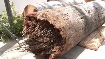 Bata, pumanaw matapos mabagsakan ng nabubulok na punong buri sa Mandaue City