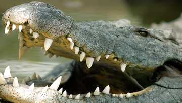 Fisherman fatally attacked by crocodile in mangrove while sleeping in his boat in Palawan