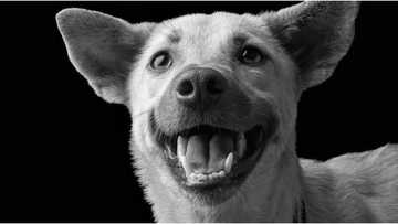 Tiktok, ang viral na aso na nasagip mula sa pamamana, patay matapos masagasaan