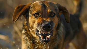 Rabies scare grips Iloilo after stray dog who had bitten over 20 still roams around