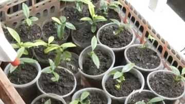 Babaeng nagpapatubo ng endangered na agarwood sa kanyang bakuran, huli ng NBI sa Cebu