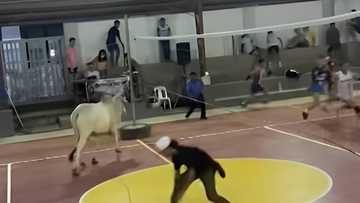 Malaking baka, umeksena sa kalagitnaan ng volleyball game sa Batangas