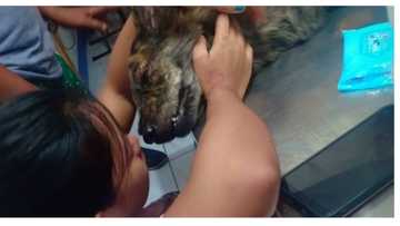 Fur-mom, labis ang hinagpis sa pagkasawi ng alagang asong nasagasaan ng tren