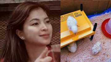 Angel Locsin, ipinangalan kina Anne Curtis, Bea Alonzo, Angelica Panganiban ang alaga niyang chicks