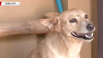 Aspin na inanod sa baha sa Cebu, himalang nakabalik sa amo matapos ilang araw na pagkawala