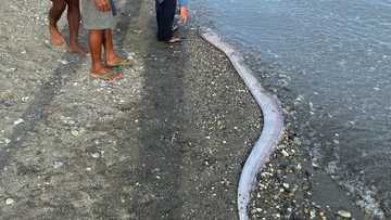 Patay na oarfish, natagpuan sa San Jose, Oriental Mindoro