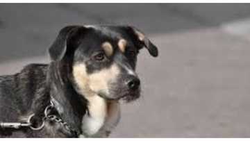 Rider and two passengers injured after hitting stray Dog in Zamboanga City