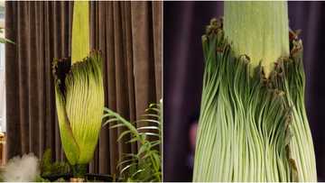 Kakaibang bulaklak sa Australia na amoy bulok na karne, dinumog ng mga tao