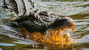 Lalaki, nasakmal ng buwaya matapos pasukin ang hawla sa Zamboanga Sibugay