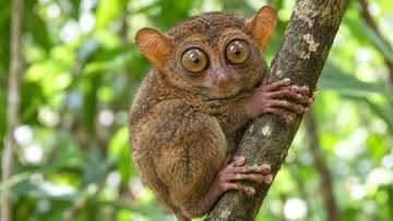 Dead tarsier found on Calbayog road raises concerns over noise and wildlife protection