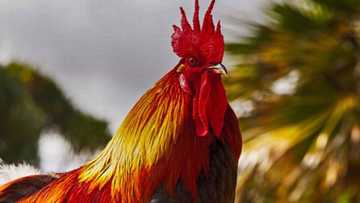 Lady netizen seeks help after accidentally smashing her father's rooster for "panabong"
