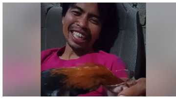 Nakakatuwang video ng manok na 'tumatagay', viral sa socmed