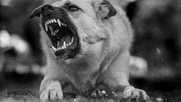 4 magkakaanak, nakagat ng asong nagpositibo sa rabies