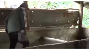 Raffy Tulfo, pinagbabayad di umano ng may-ari ng piggery na ipasasara ng programa