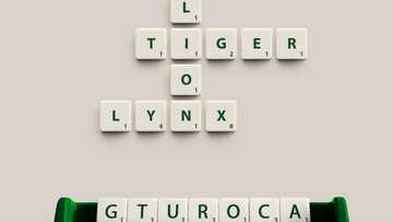 Detailed illustration of how to play Scrabble: step by step