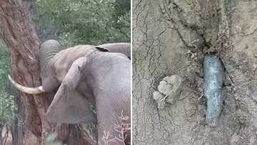 An elephant knocks its head against trees due to severe pain. The reason is speechless!