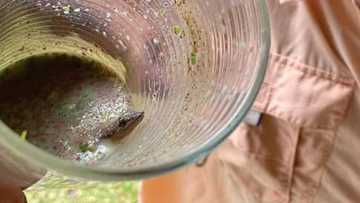 Broadcaster Howie Severino finds lizard in his healthy drink