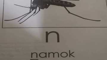 Module that called mosquitoes as "namok" in Tagalog goes viral