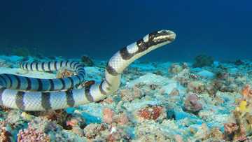 Up close with a sea krait or “walo-walo”: Venomous sea snake joins diving lesson in Batangas