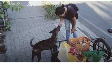 Frontliners ng mga aso! Dog lover, matiyagang nag-iikot para pakainin ang mga asong walang tirahan