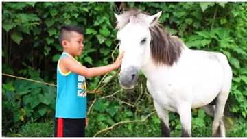 10-anyos na batang nag-aararo para makatulong sa pamilya, hinangaan ng netizens