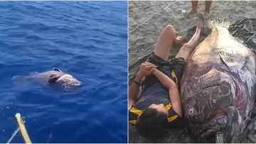 Fishermen Cagayan catch a humongous 'Lapu-Lapu' weighing 141 kilograms