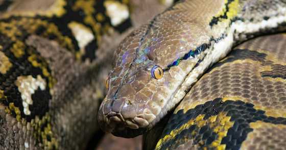 Reticulated python, natagpuang nakatago sa stuffed toys sa isang ukayan ...