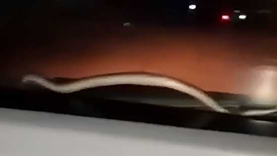 Snake startles occupants after appearing on moving car's windshield in South Cotabato