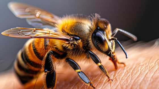 19-anyos, patay pagkatapos makagat ng bubuyog sa Sarangani