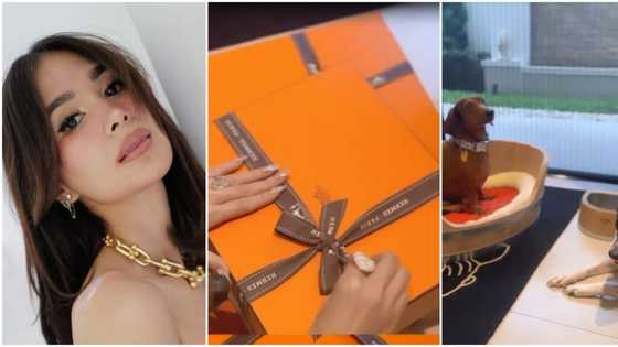 Heart Evangelista flaunts luxury items for her fur babies; netizens react