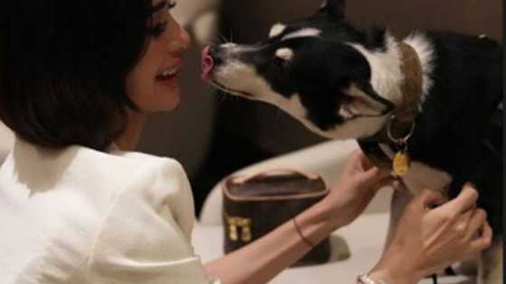 Heart Evangelista, nais na samahan siya ni Panda hanggang sa pagtanda niya