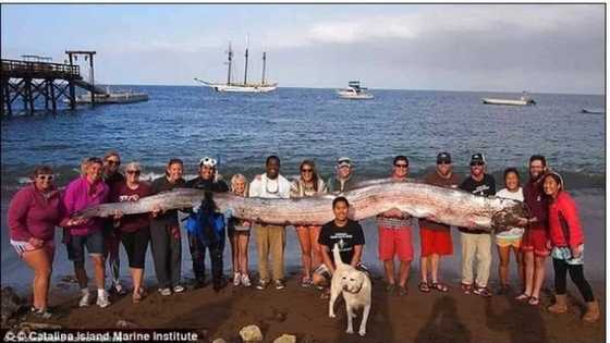 Mensaharo ng Dagat! Senyales daw ng paparating na lindol? Basahin ang kwento.