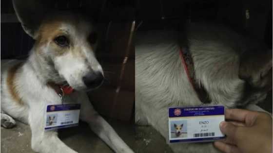 CUTE stray dog is a staff in a QC school!