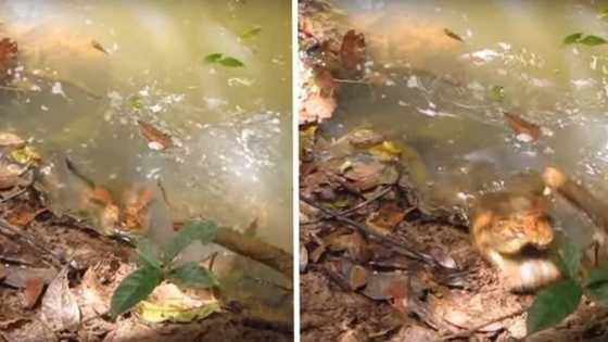 This Man Decided To Wake Up A Sleeping Anaconda And Regretted It Very Quickly!