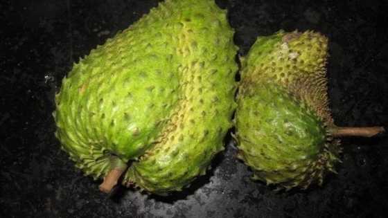 The leaves of soursop are 1.000 times stronger at killing cancer cells than chemotherapy!