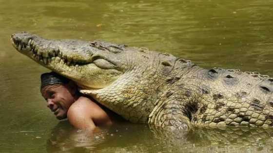 Dangerous friendship: meet the man who swims daily with a 5-meter crocodile