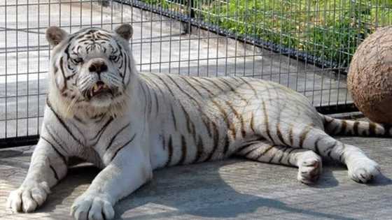 Say hello to Kenny, the inbred white tiger with down syndrome