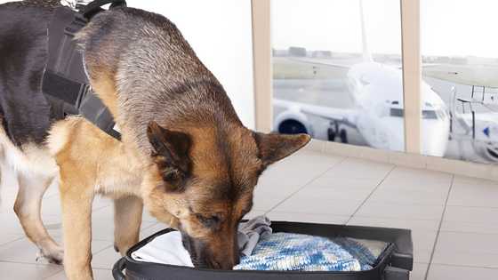 Fur parent, nanlumo nang matagpuan ang kalunus-lunos na sitwasyon ng kanyang nawawalang alagang aso